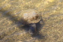 Helmeted Turtle photo 4