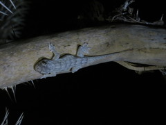 Blaesodactylus