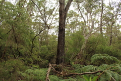 Eucalyptus cornuta