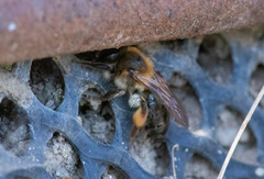 Andrena tibialis
