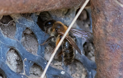 Andrena tibialis