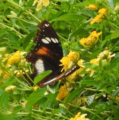 Hypolimnas bolina