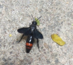 Scolia fasciatopunctata