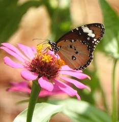 Danaus chrysippus