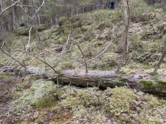 Crossocalyx hellerianus