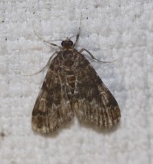 Elophila responsalis
