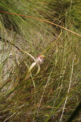 Caladenia serotina