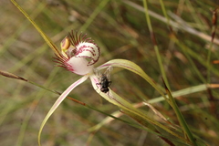 Caladenia serotina