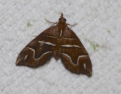 Chaetolopha leucophragma