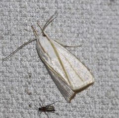 Cryptophasa flavolineata