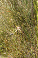 Caladenia serotina