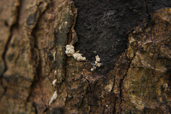 Cryptostroma corticale
