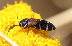 Acmaeodera trifasciata