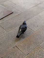 Columba livia domestica