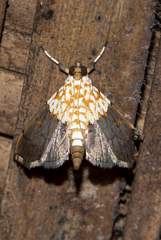 Agrotera posticalis