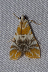 Macaretaera hesperis