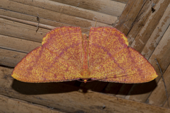 Eumelea rosalia