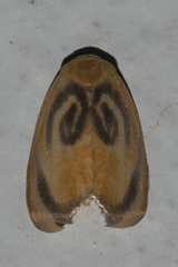 Trischalis subaurana