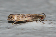 Idiophantis