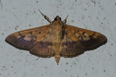 Syllepte sellalis