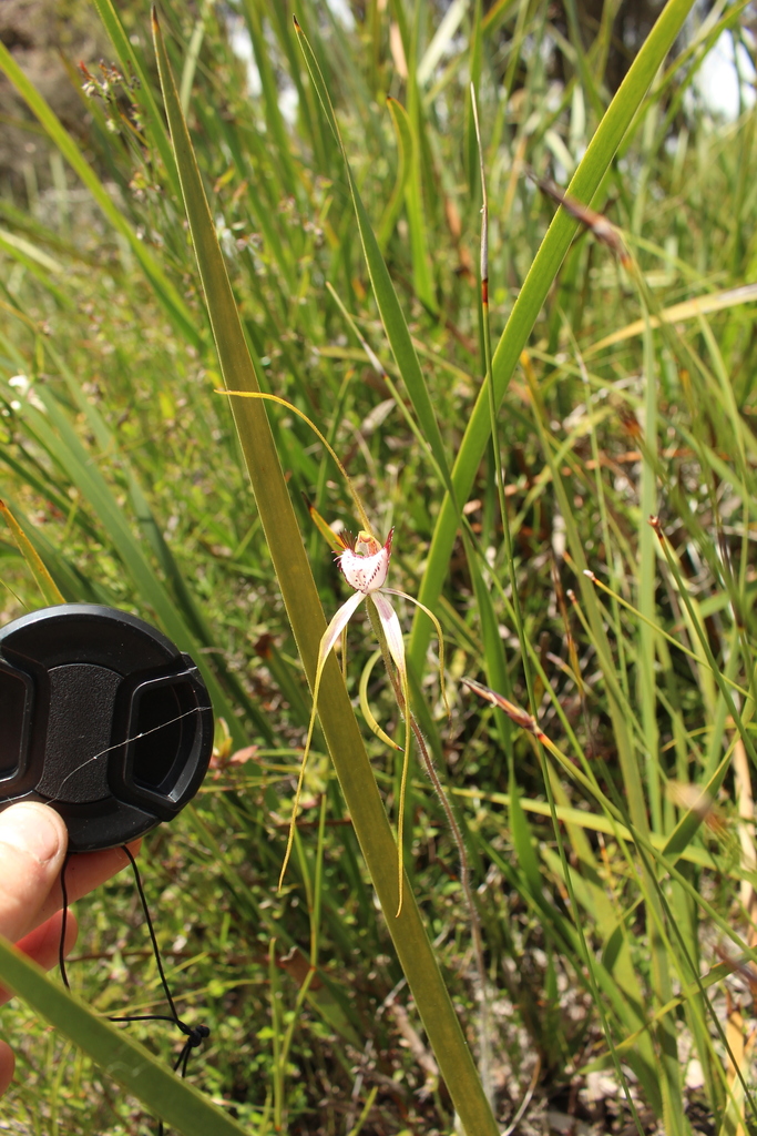 Caladenia serotina