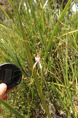 Caladenia serotina