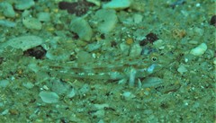 Nesogobius