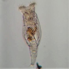 Philodina acuticornis odiosa