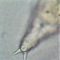 Philodina acuticornis odiosa