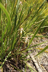 Caladenia serotina