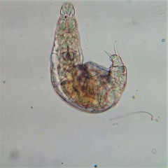 Philodina acuticornis odiosa