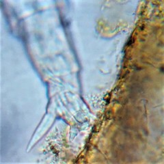 Philodina acuticornis odiosa