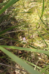 Caladenia serotina