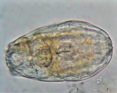 Philodina acuticornis odiosa