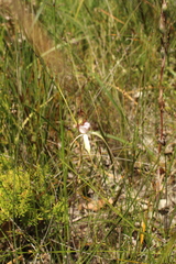Caladenia serotina