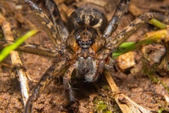 Trechaleoides biocellata