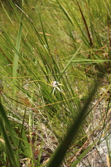 Caladenia serotina