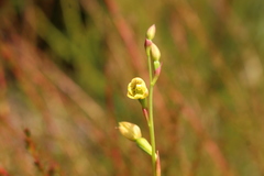 Thelymitra tigrina