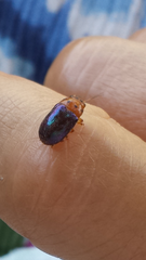 Platymela sticticollis
