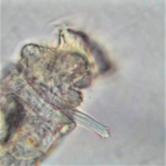 Philodina acuticornis odiosa