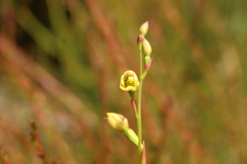 Image of Thelymitra tigrina by (c) Em Lamond, some rights reserved (CC BY)