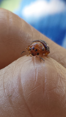 Platymela sticticollis