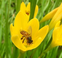 Apis cerana