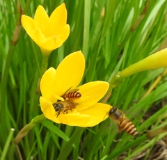 Apis cerana
