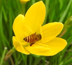 Apis cerana