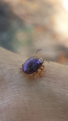 Platymela sticticollis