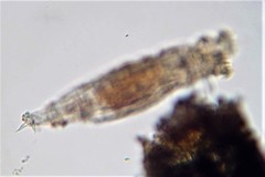 Philodina acuticornis odiosa