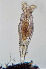 Philodina acuticornis odiosa