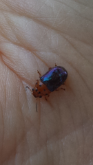 Platymela sticticollis