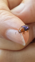 Platymela sticticollis
